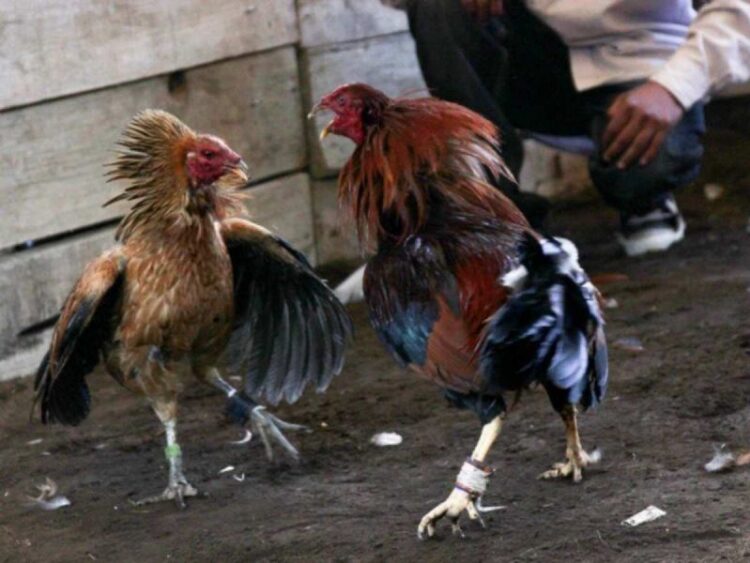 Congreso de Hidalgo aprueba peleas de gallos como patrimonio inmaterial