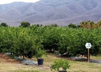 Desarrollan tecnología para controlar el HLB, enfermedad que afecta a los cítricos