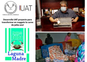 Desarrolla UAT proyecto para transformar en nuggets la carne de jaiba azul