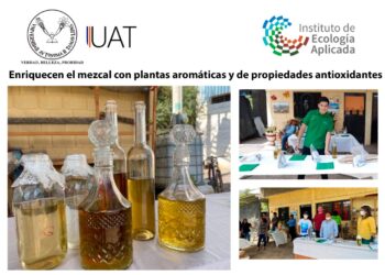 Enriquecen el mezcal con plantas aromáticas y de propiedades antioxidantes