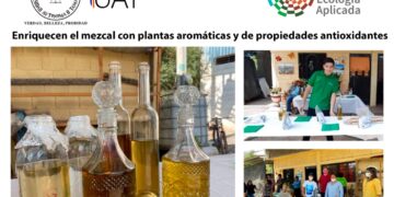 Enriquecen el mezcal con plantas aromáticas y de propiedades antioxidantes