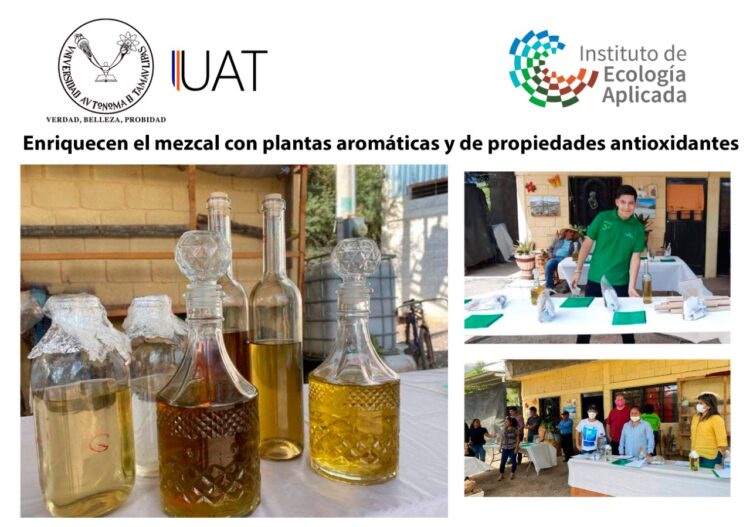 Enriquecen el mezcal con plantas aromáticas y de propiedades antioxidantes
