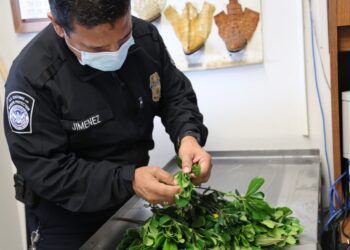 Especialistas en agricultura de EU interceptan plagas raras en envío de flores