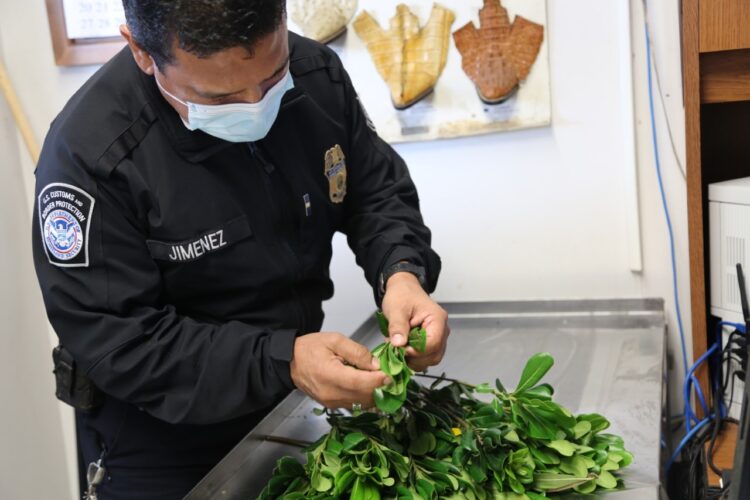 Especialistas en agricultura de EU interceptan plagas raras en envío de flores