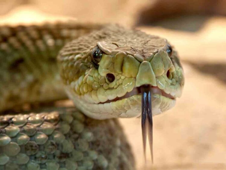 Encuentran veneno de serpiente que impide reproducción del covid