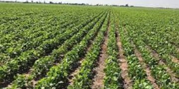Lluvias resultaron benéficas para 30 mil hectáreas de soya