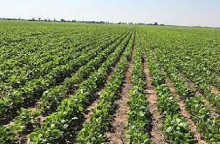 Lluvias resultaron benéficas para 30 mil hectáreas de soya