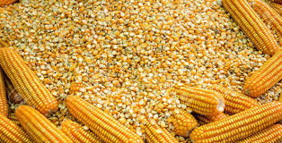 Cae 50% balanza comercial mexicana de productos agropecuarios