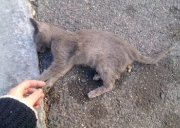 Denuncian envenenamiento de gatos