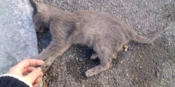 Denuncian envenenamiento de gatos