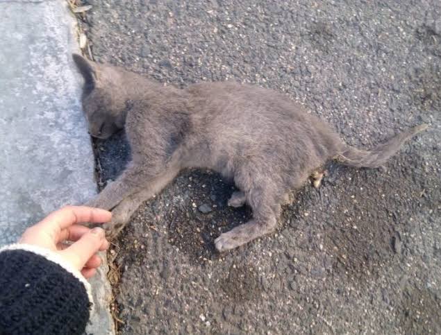 Denuncian envenenamiento de gatos