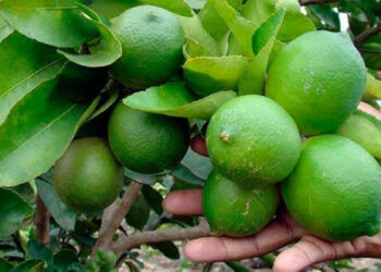 Arranca exportación de Limón Italiano 2021