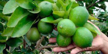 Arranca exportación de Limón Italiano 2021