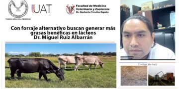 Con forraje alternativo buscan generar más grasas benéficas en lácteos