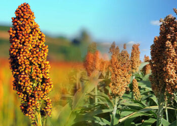 Merma cosecha de sorgo hasta en un 30 % en Tamaulipas