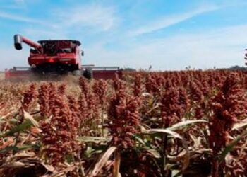 Pobre cosecha de sorgo en Tamaulipas