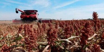 Pobre cosecha de sorgo en Tamaulipas