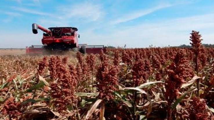 Pobre cosecha de sorgo en Tamaulipas