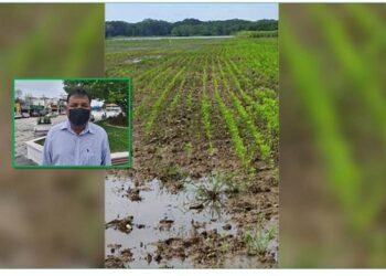 Agricultores pierden 10 mil hectáreas de soya en Altamira
