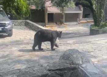 Oso negro se mete a casa en Nuevo León y devora bolsa de frituras