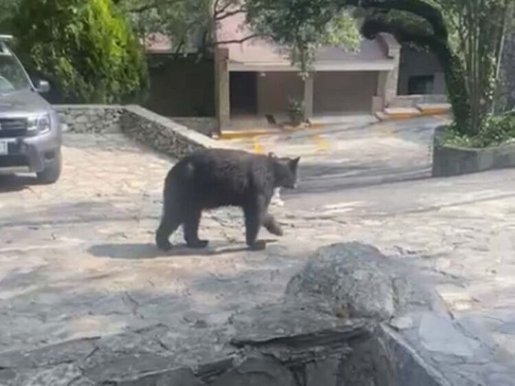 Oso negro se mete a casa en Nuevo León y devora bolsa de frituras
