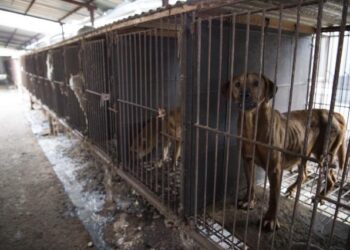 Presidente de Corea del Sur plantea prohibir consumo de carne de perro