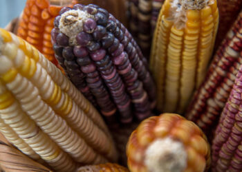 Los maíces nativos de la Sierra Madre Occidental, una riqueza nacional