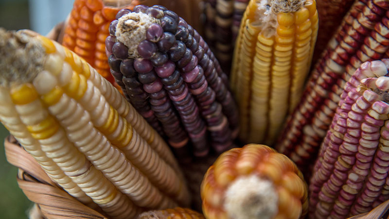 Los maíces nativos de la Sierra Madre Occidental, una riqueza nacional