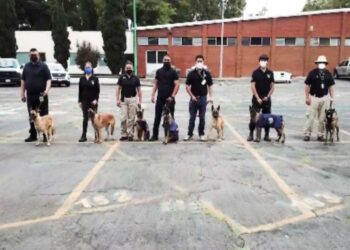 Aduanas recibe caninos transferidos por Sedena para reforzar vigilancia en puntos tácticos