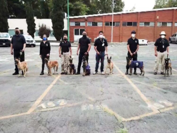 Aduanas recibe caninos transferidos por Sedena para reforzar vigilancia en puntos tácticos