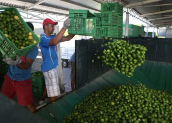 Aumentan 28% exportaciones mexicanas de cítricos de enero-julio 2021