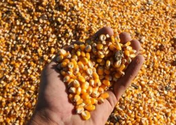 Por los suelos, precio de tonelada del maíz