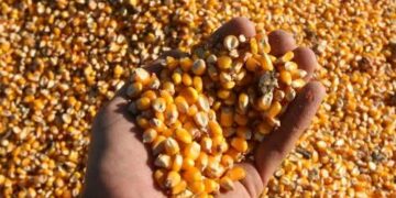 Por los suelos, precio de tonelada del maíz