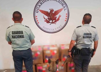 Guardia Nacional detecta en Nuevo León 140 kg. de peyote que iría a Tailandia