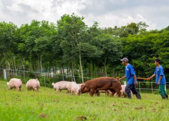 Apoyo a agricultores de pequeña y mediana escala, fundamental en pandemia