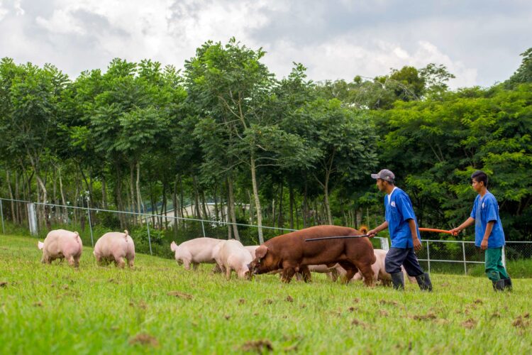Apoyo a agricultores de pequeña y mediana escala, fundamental en pandemia
