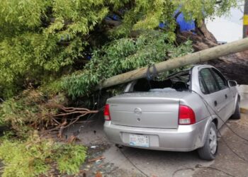 Conductor herido al caer árbol sobre su auto