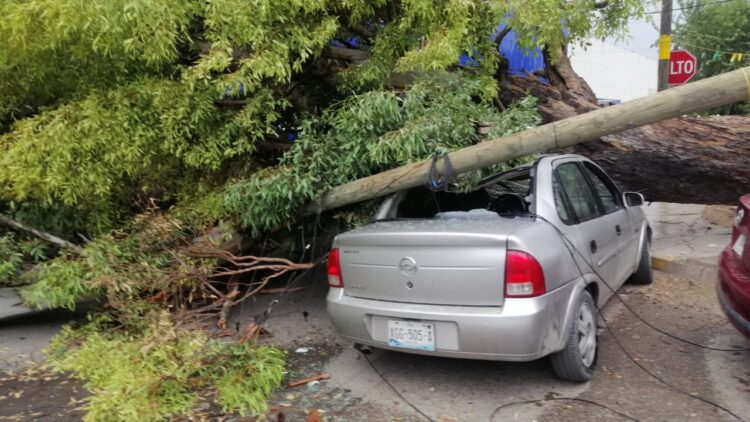 Conductor herido al caer árbol sobre su auto