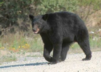 Alertan sobre movimiento de osos negros en esta temporada en Coahuila