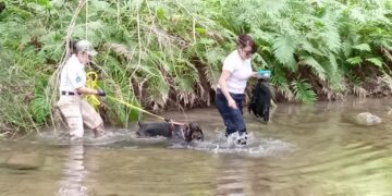 Capacitan a binomios caninos de la Fiscalía General de Tamaulipas