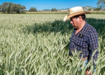 Agricultura sube precios de garantía de maíz, trigo y frijol en apoyo a pequeños productores
