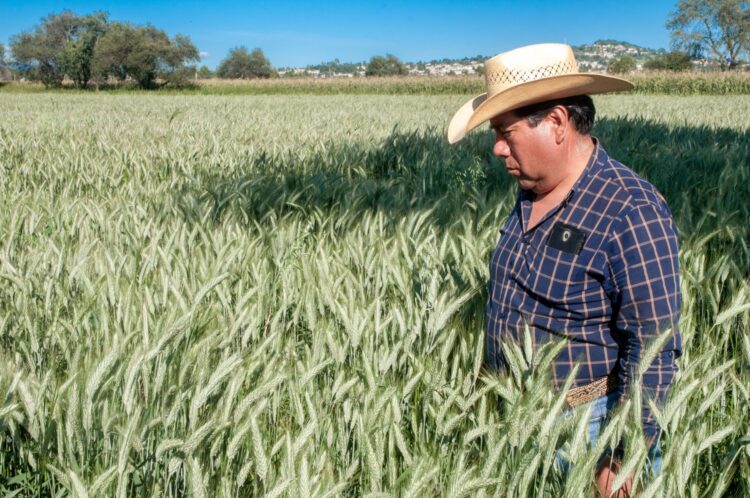 Agricultura sube precios de garantía de maíz, trigo y frijol en apoyo a pequeños productores