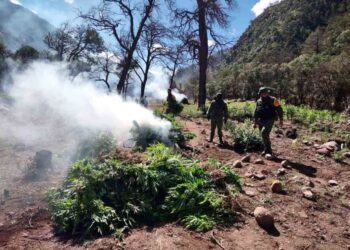 Hallan plantío de 11 hectáreas de marihuana a una hora de la capital de Chihuahua