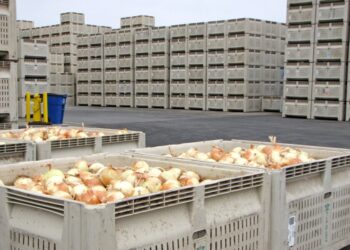 Investiga Agricultura presunta presencia de Salmonella Oranienburg en cebollas mexicanas