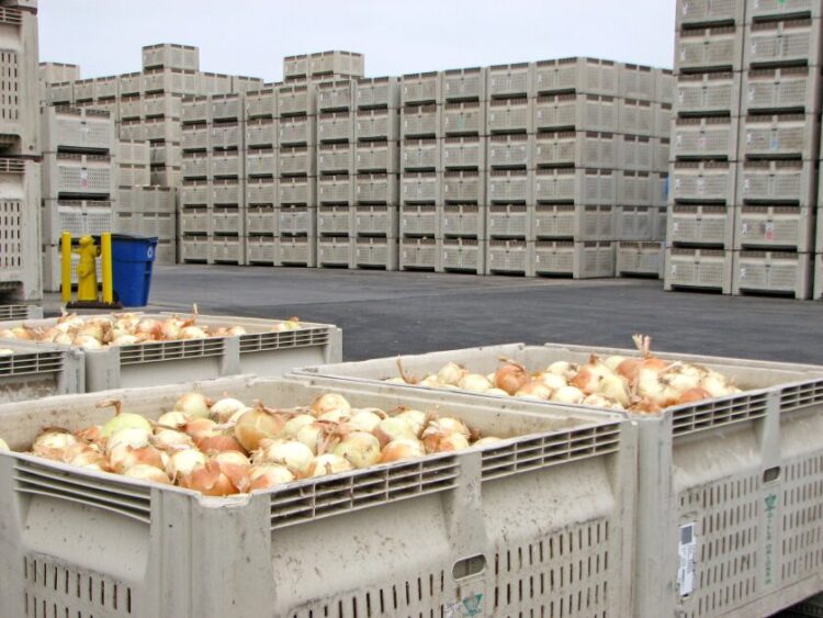 Investiga Agricultura presunta presencia de Salmonella Oranienburg en cebollas mexicanas