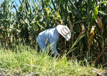 Cambios en COFEPRIS abren opción de corregir rezagos que impactan en productividad del agro