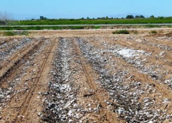 Aplicará SENASICA multa a productores por no cumplir con desvare y barbacho a tiempo