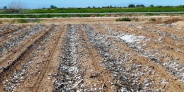 Aplicará SENASICA multa a productores por no cumplir con desvare y barbacho a tiempo