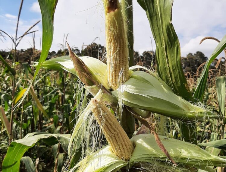 Desarrollan variedades mejoradas de maíz palomero para responder a demanda comercial