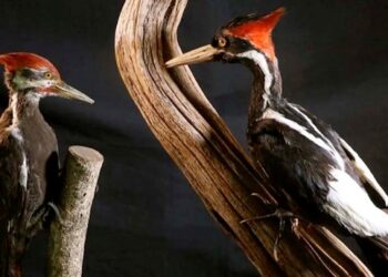 Se declaran extintas casi dos docenas de especies de aves entre otros animales